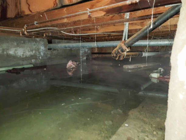 Best Water damage contractors near me  in Blooming Prairie, MN