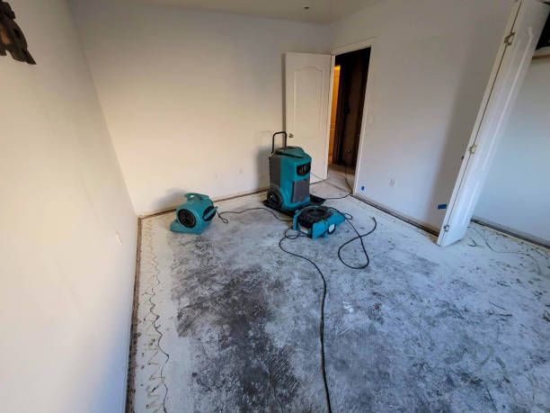 Best Carpet water damage restoration  in Blooming Prairie, MN